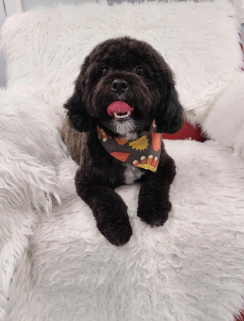 Happy Poodle