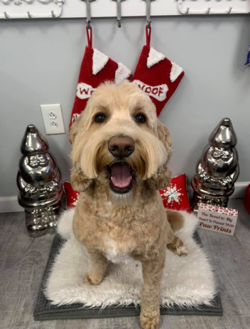 Happy Bichon Frise